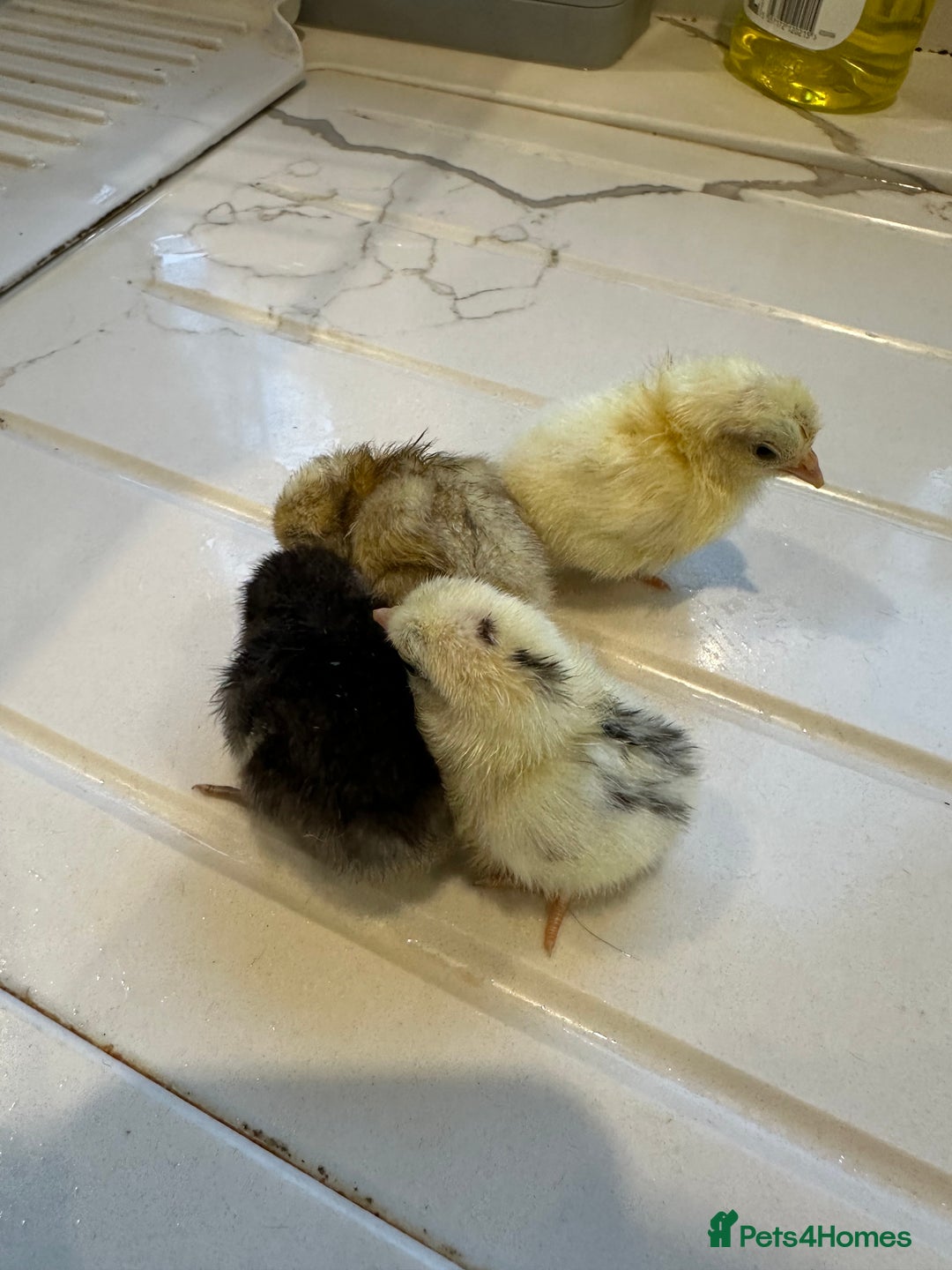 Chickens poultry for sale: Serama x silkie chicks ultra soft, fluffy and tiny - Image 5
