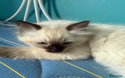 Ragdoll cats for sale: Ragdoll - Image 3