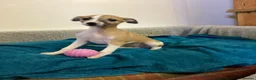 Whippet dogs for sale: Whippet  - Advert 17