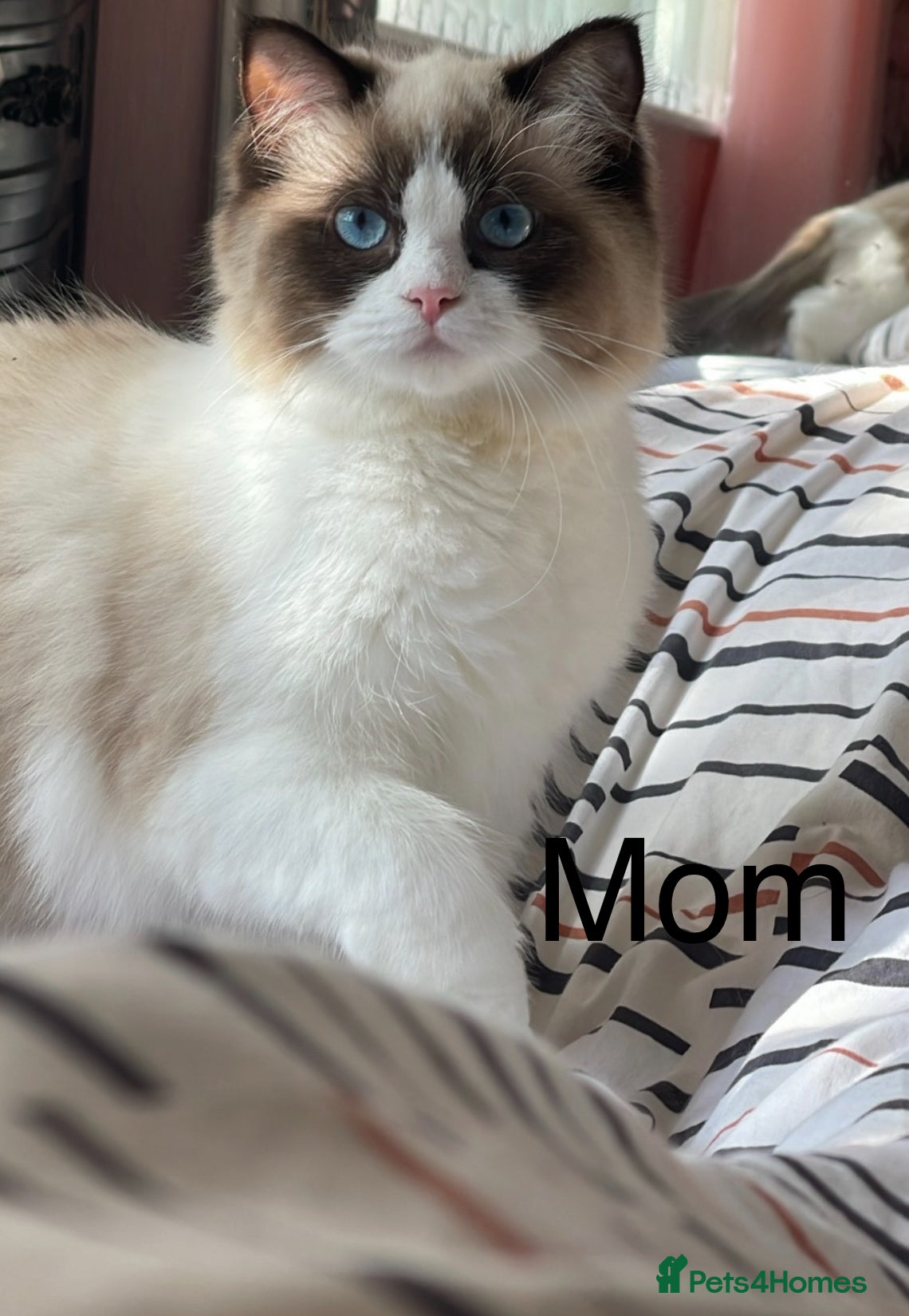 Ragdoll cats bicolour ragdoll kittens - Advert 16