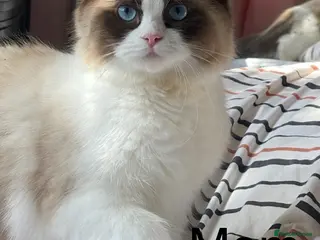 Ragdoll cats bicolour ragdoll kittens - Advert 15