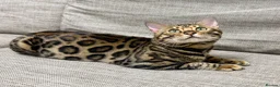 Bengal cats for sale: Bengal kitten🐆 - Advert 2