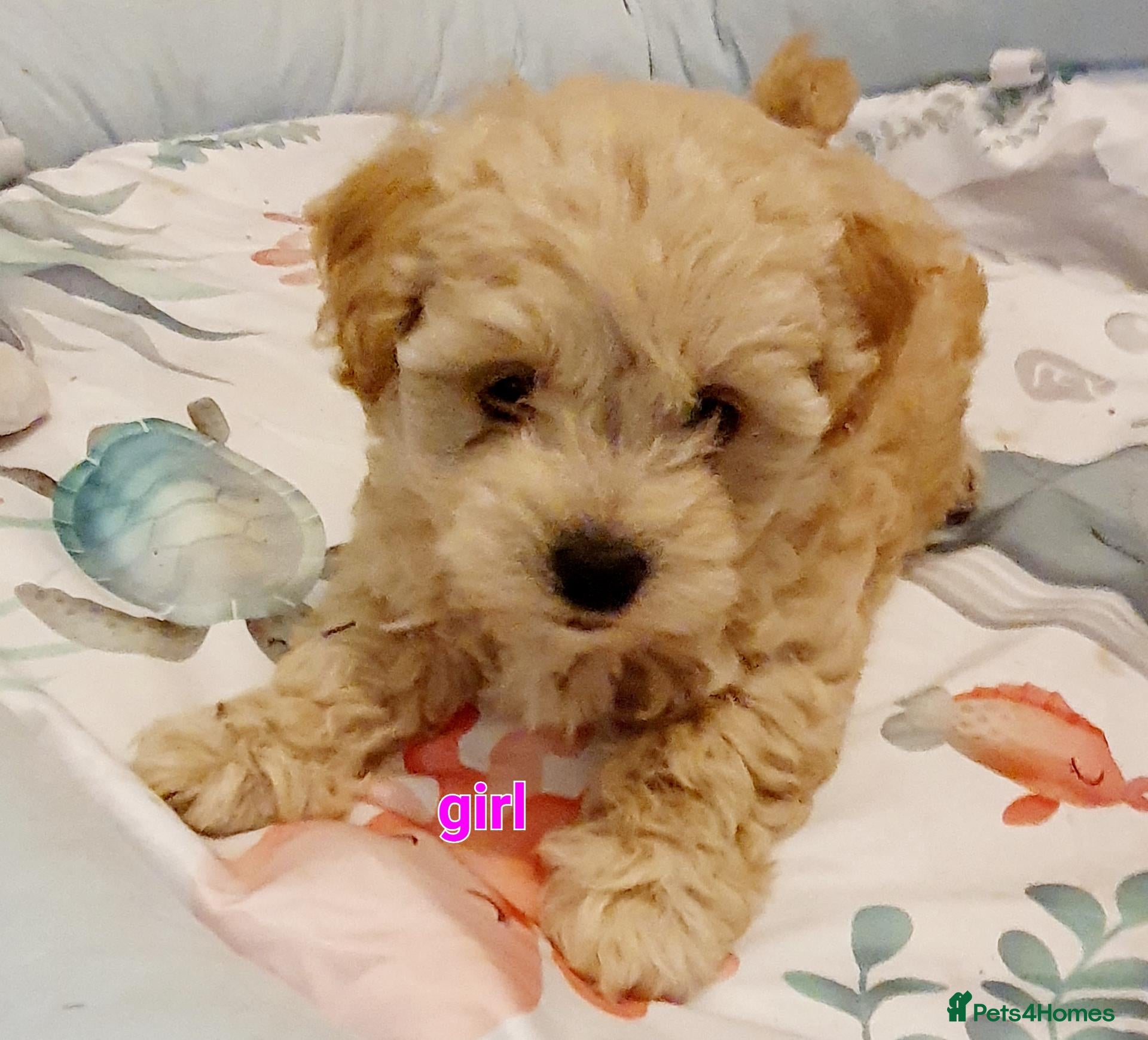 Maltipoo dogs for sale: Korean mulitpoo - Advert 1