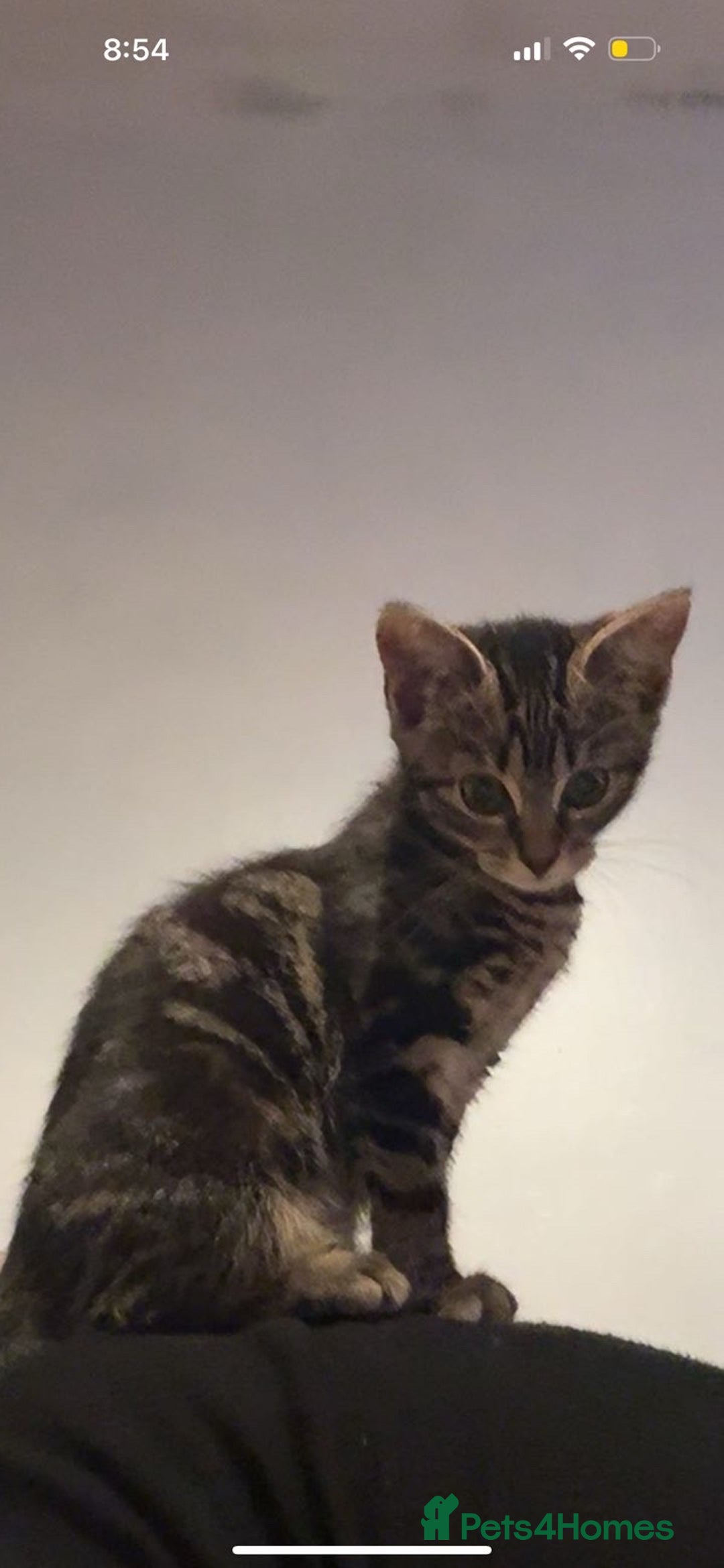 Mixed Breed cats for sale: Beautiful tabby kitten - Advert 3