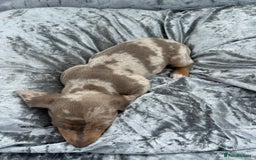 Miniature Dachshund dogs for sale: Ready Today! Miniature Dachshund Puppies  - Image 16