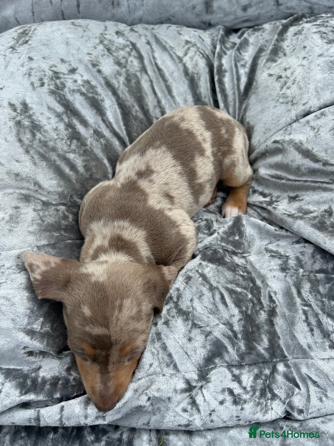Miniature Dachshund dogs for sale: Ready Today! Miniature Dachshund Puppies  - Image 16