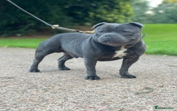 Staffordshire Bull Terrier dogs for sale: SIMPLY STUNNING COI 5.8% - Image 9