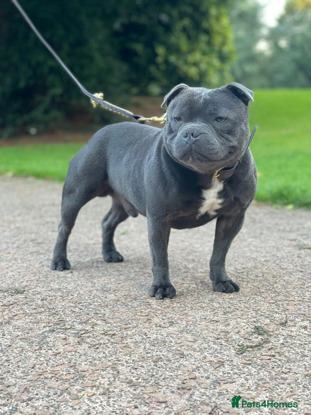 Staffordshire Bull Terrier dogs for sale: SIMPLY STUNNING COI 5.8% - Image 9