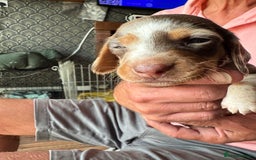 Miniature Dachshund dogs for sale: 🐾 Miniature Dachshund Puppies for Sale 🐾 - Image 26