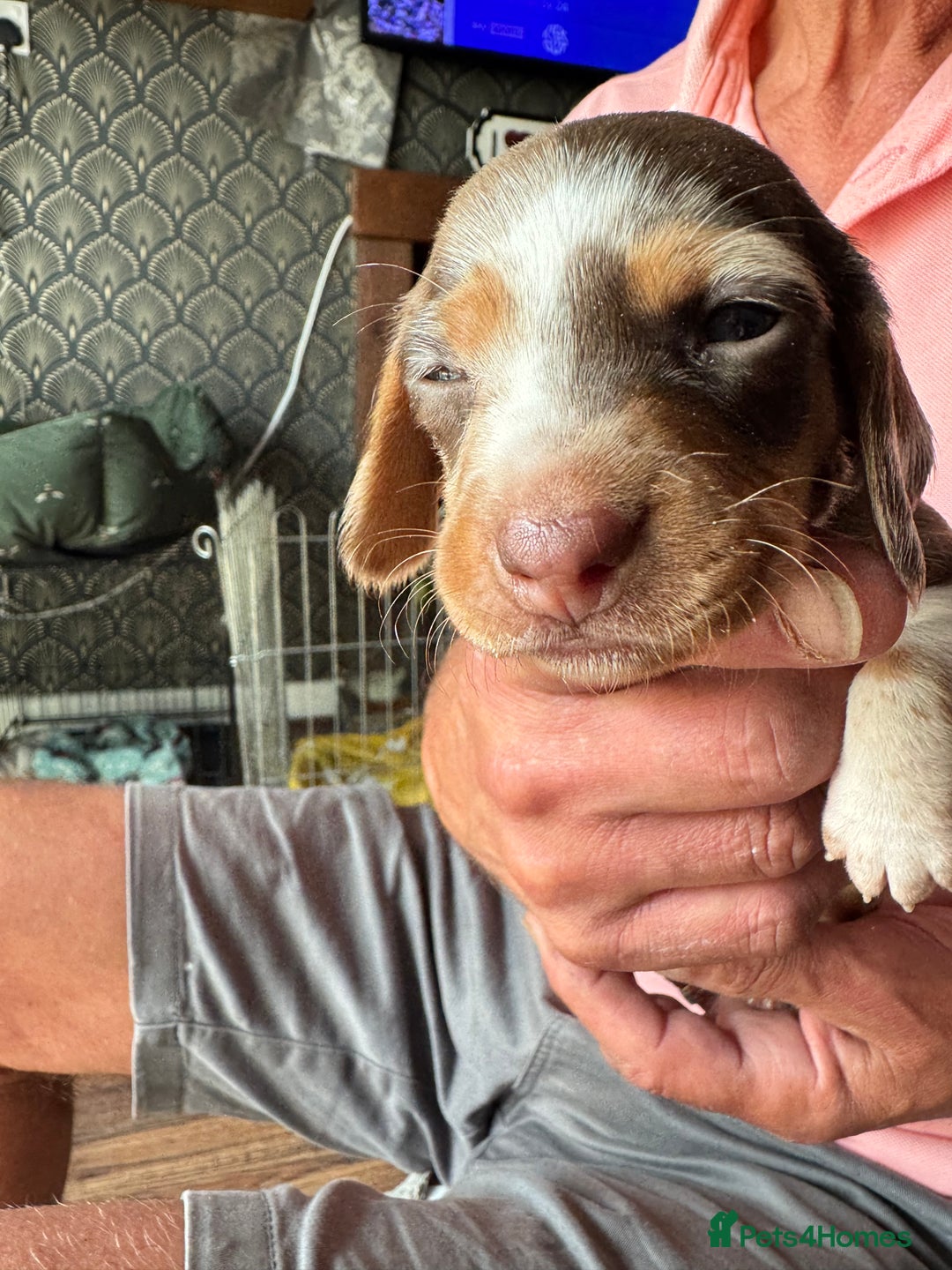 Miniature Dachshund dogs for sale: 🐾 Miniature Dachshund Puppies for Sale 🐾 - Image 26