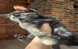 Mixed Breed cats for sale: 4 adorable kittens | ragdoll mix - Image 4