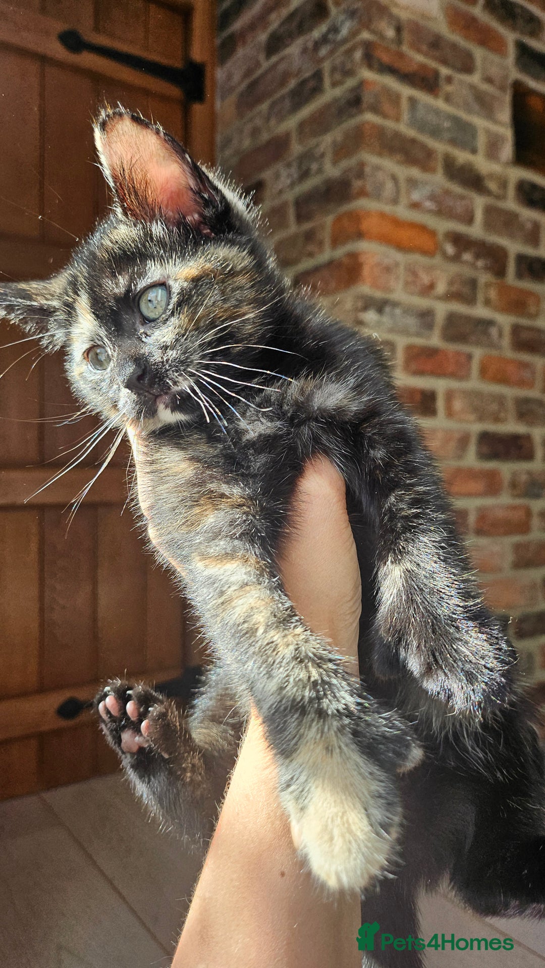 Mixed Breed cats for sale: 4 adorable kittens | ragdoll mix - Image 4