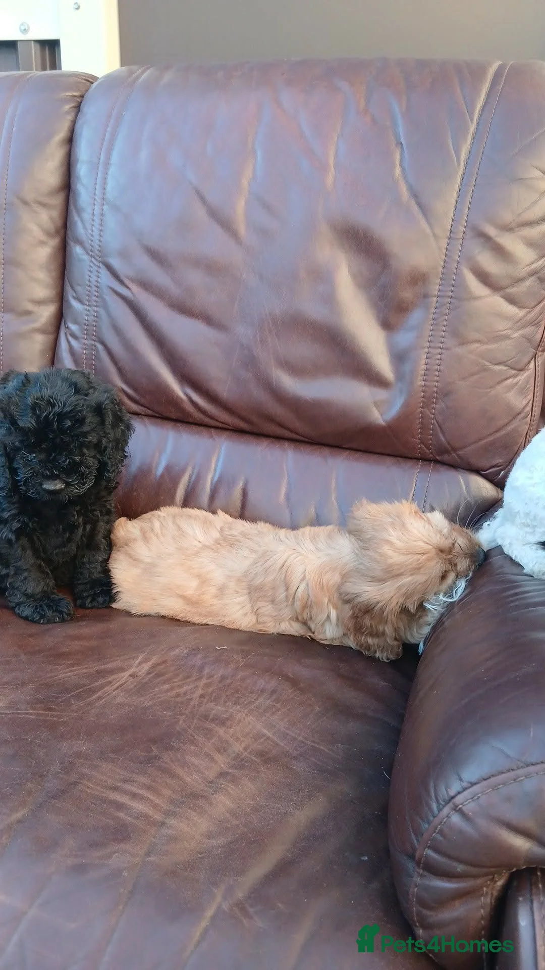 Cavapoo dogs for sale: Cavapoo  in Manchester - Advert 7