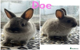 Netherland Dwarf rabbits for sale: Pure breed Netherlands dwarf male and female - Image 1