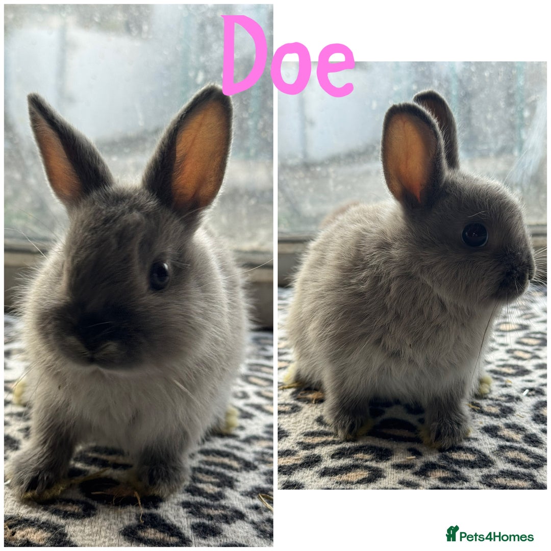 Netherland Dwarf rabbits for sale: Pure breed Netherlands dwarf male and female - Image 1
