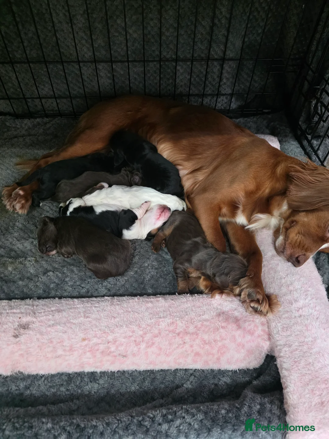 Cocker Spaniel dogs for sale: Beautiful cocker spaniels puppies - Advert 10