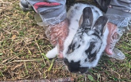 English rabbits for sale: Bunnies available - Image 6