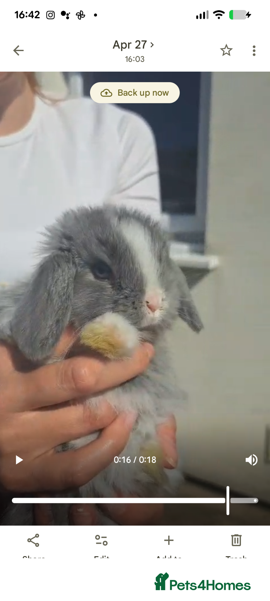 Dwarf Lop rabbits Holland lop bunnies - Advert 1