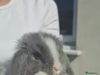 Dwarf Lop rabbits Holland lop bunnies - Advert 1