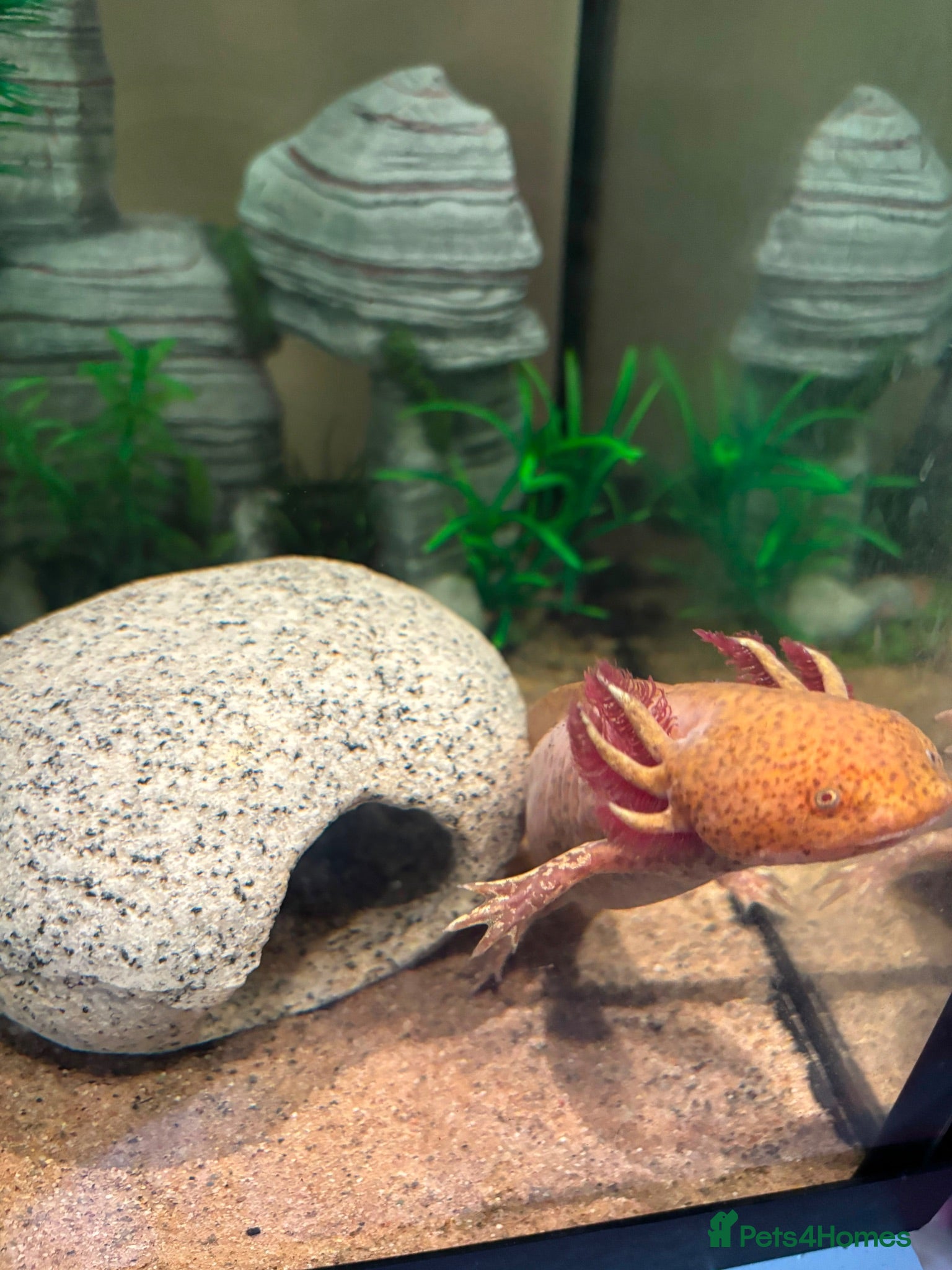 Axolotl reptiles Copper Axolotl & full tank and set up  - Advert 1