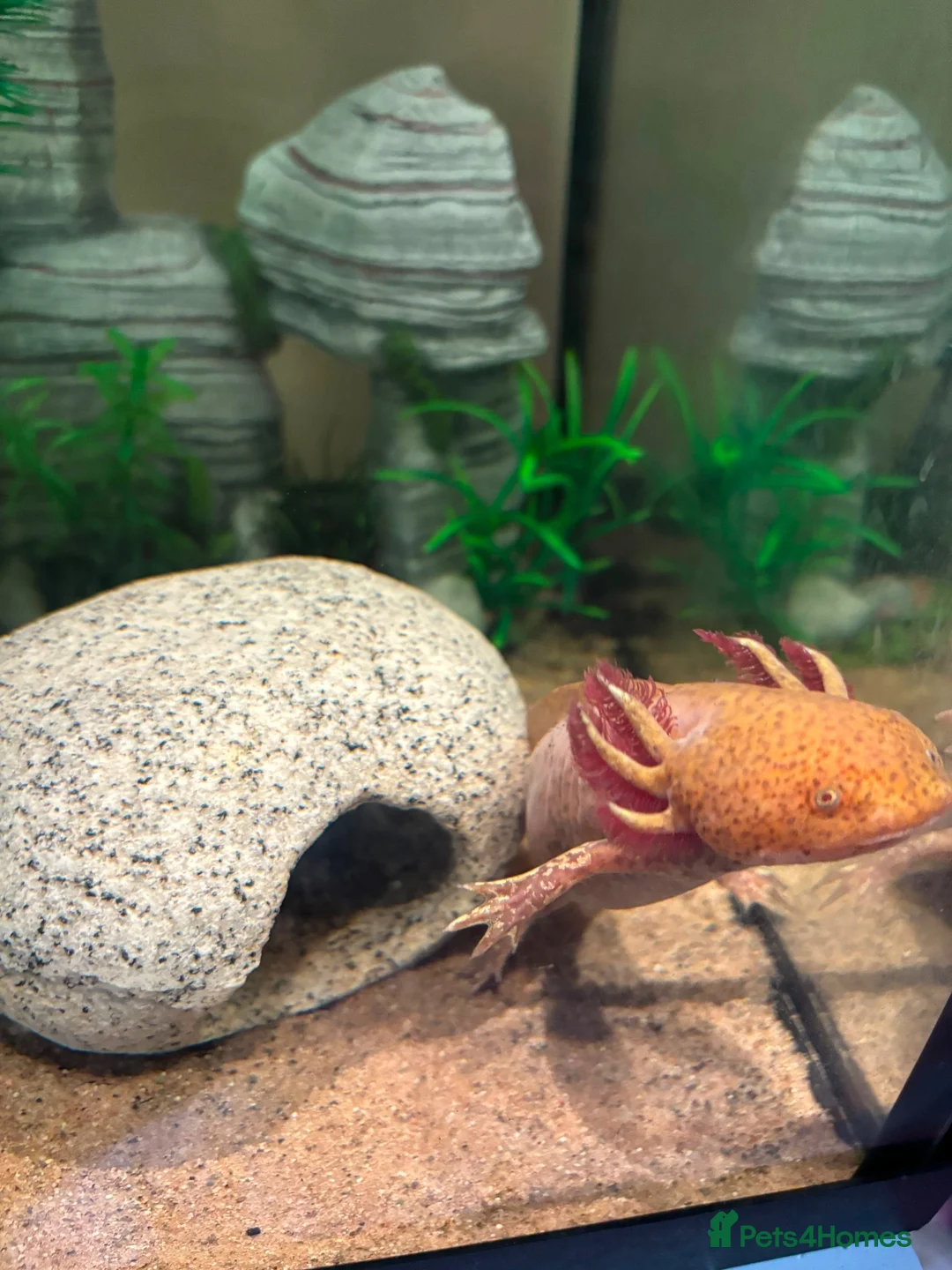 Axolotl reptiles for sale: Copper Axolotl & full tank and set up  in Wareham - Advert 1