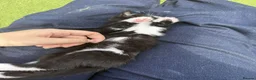 British Shorthair cats for sale: 4 Gorgeous Kittens for Sale - Advert 8