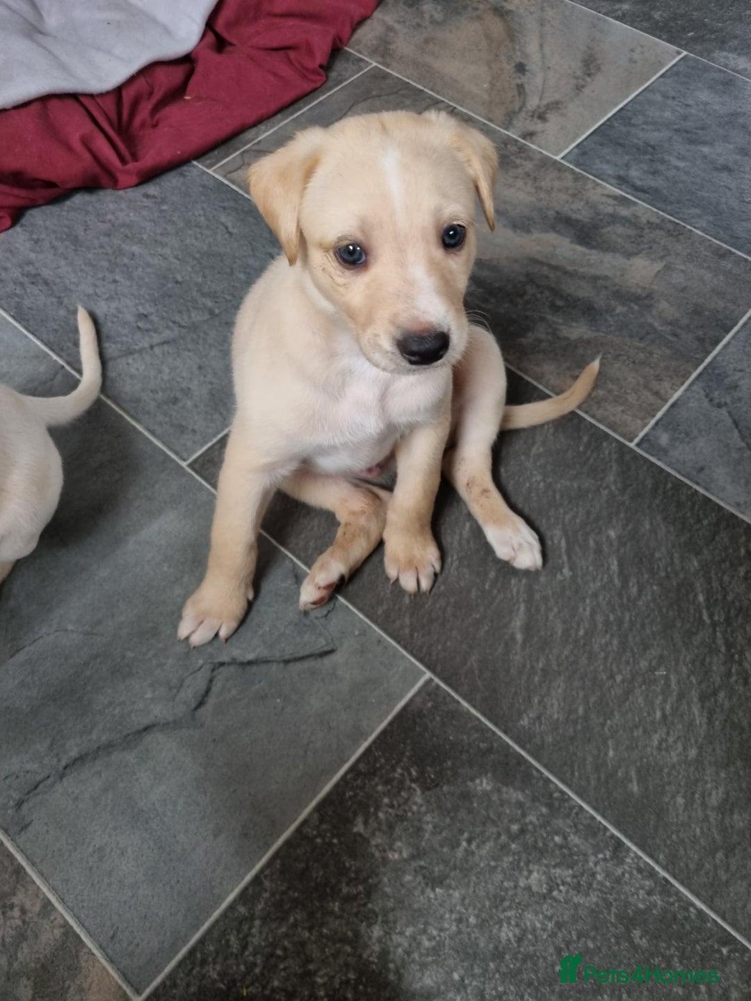 Lurcher dogs for sale: 5 lurcher pups looking for forever homes - Image 17