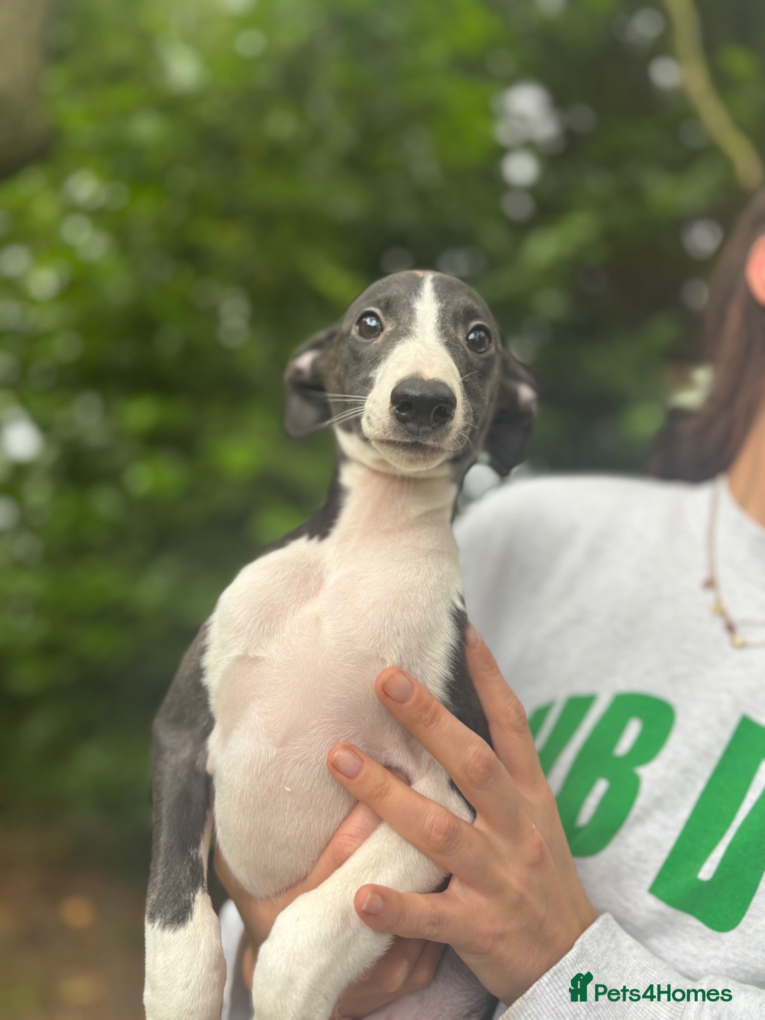Whippet dogs KC registered Whippets health tested parents - Advert 1