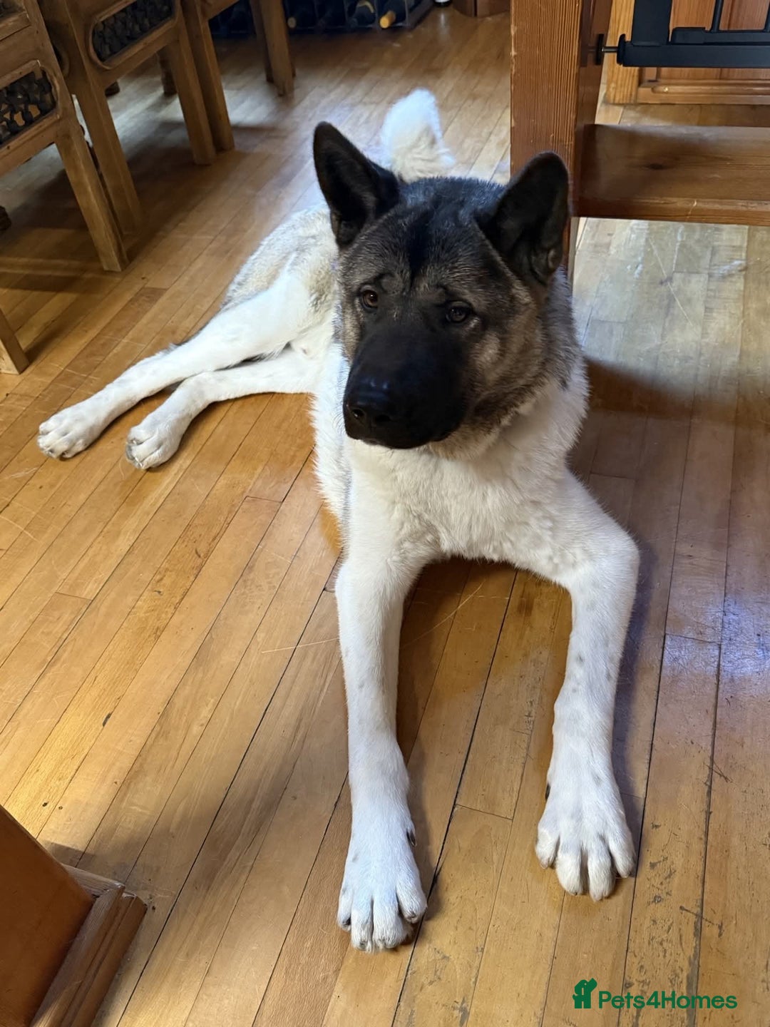 Akita dogs for adoption: Marley - Advert 5