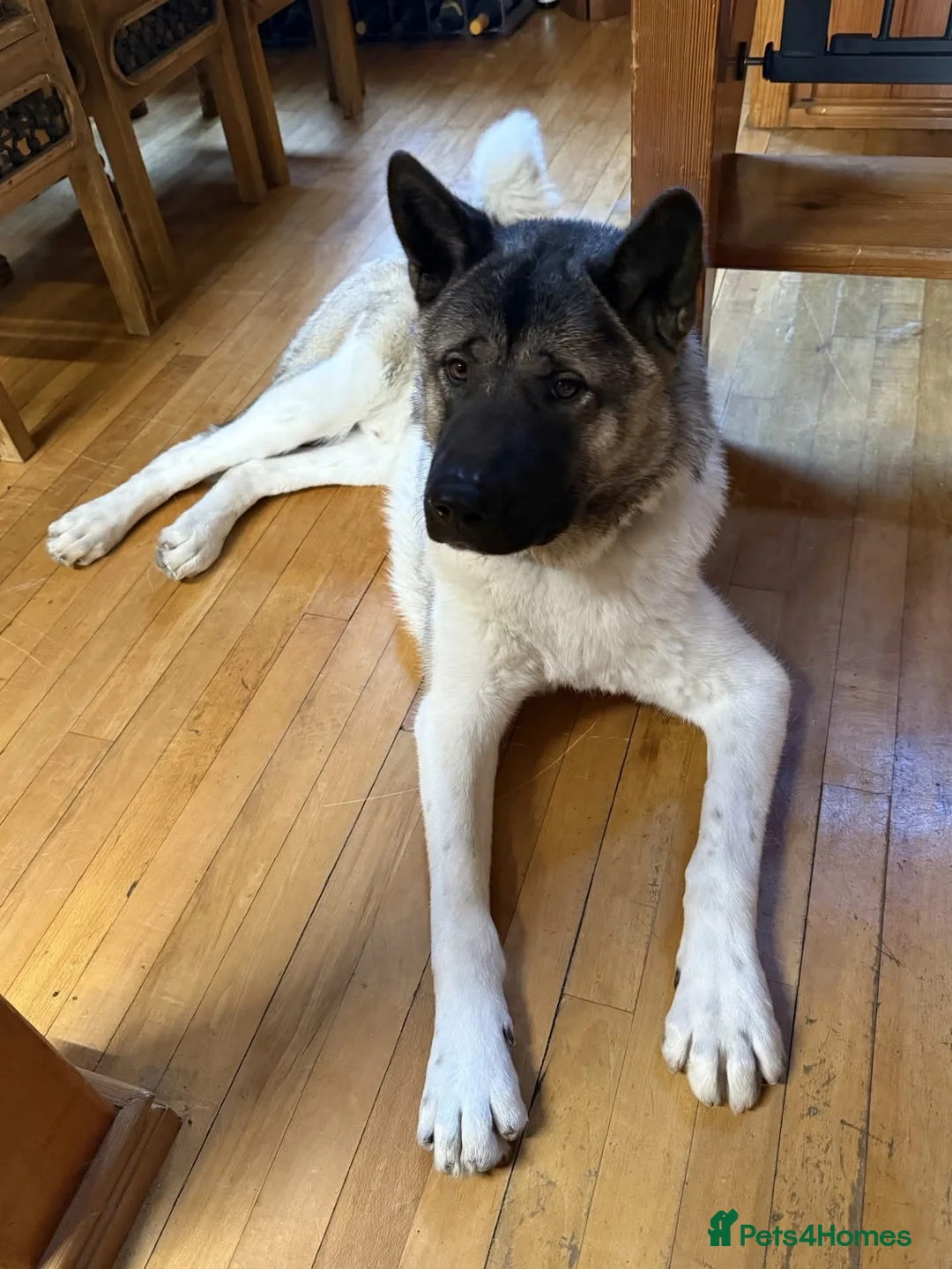 Akita dogs for adoption: Marley - Advert 5