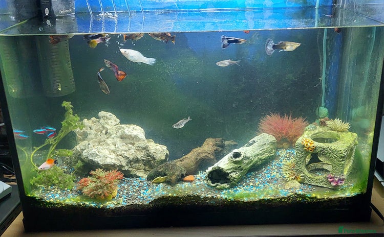 Other/Mixed Breed fish - Advert 1