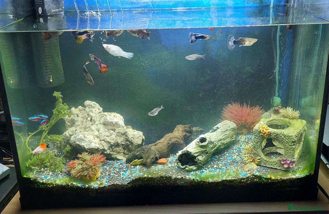 Other/Mixed Breed fish for sale: 2 fish tank with every thing inside - Image 1
