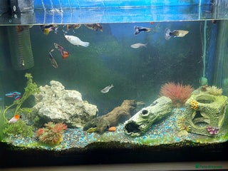 Other/Mixed Breed fish - Advert 4