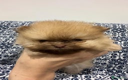 Pomeranian dogs for sale: Stunning littler of KC Pom puppies - Advert 21