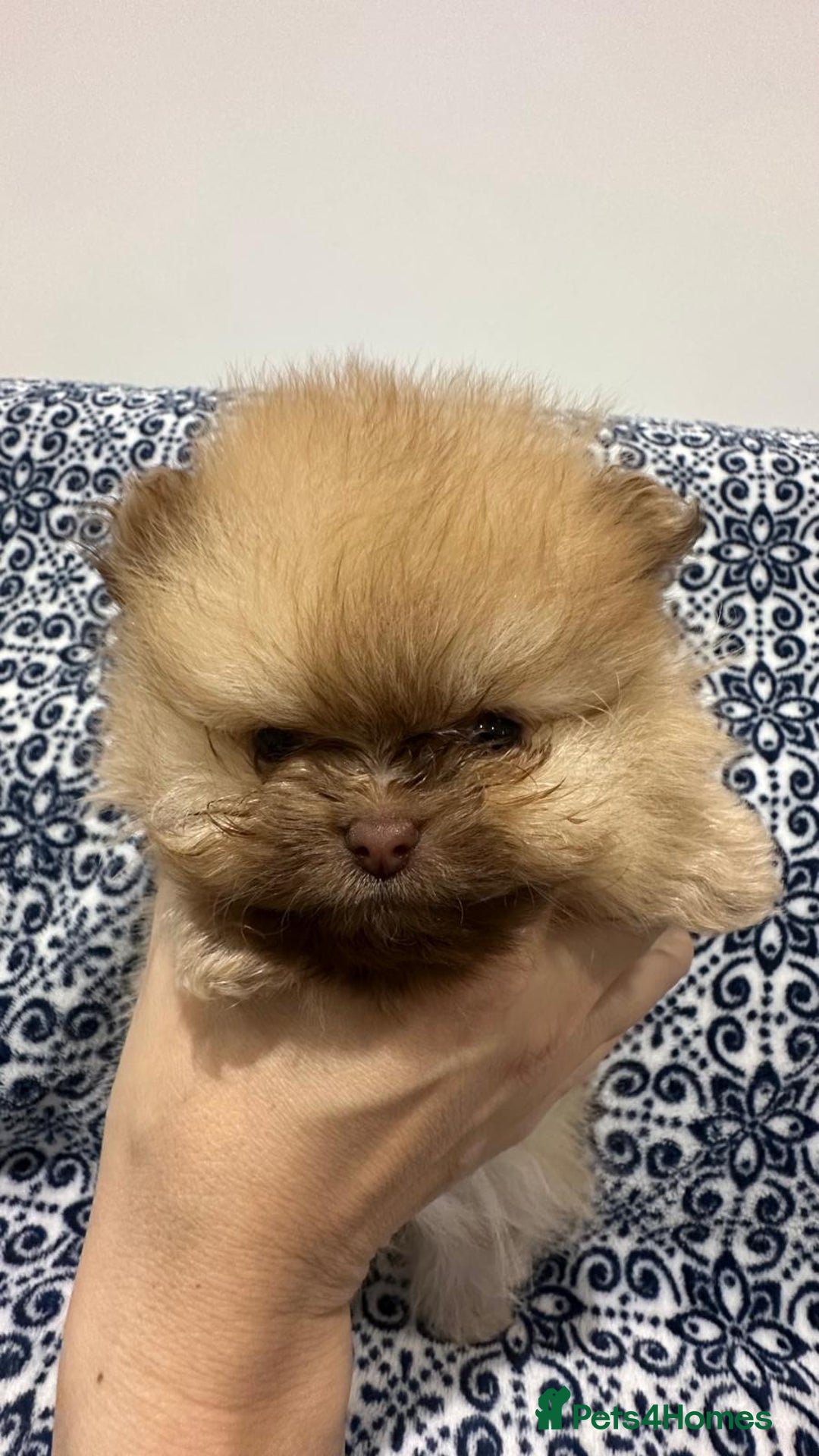 Pomeranian dogs for sale: Stunning littler of KC Pom puppies - Advert 21