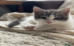 Khao Manee cats for sale: Last beautiful male is ready for new home  - Image 2