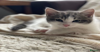 Khao Manee cats - Advert 13