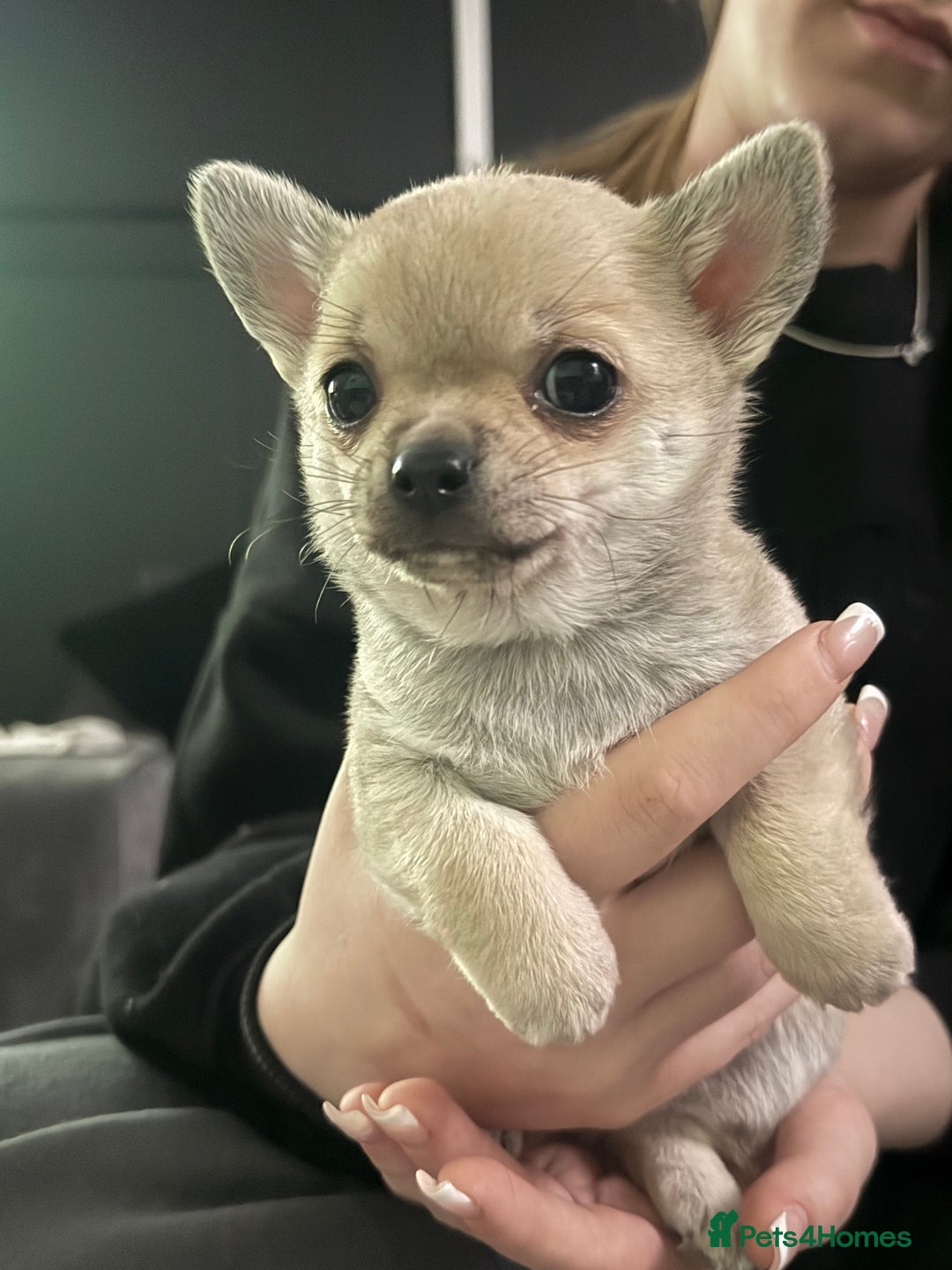 Chihuahua dogs for sale: Tiny chihuahua  - Advert 3