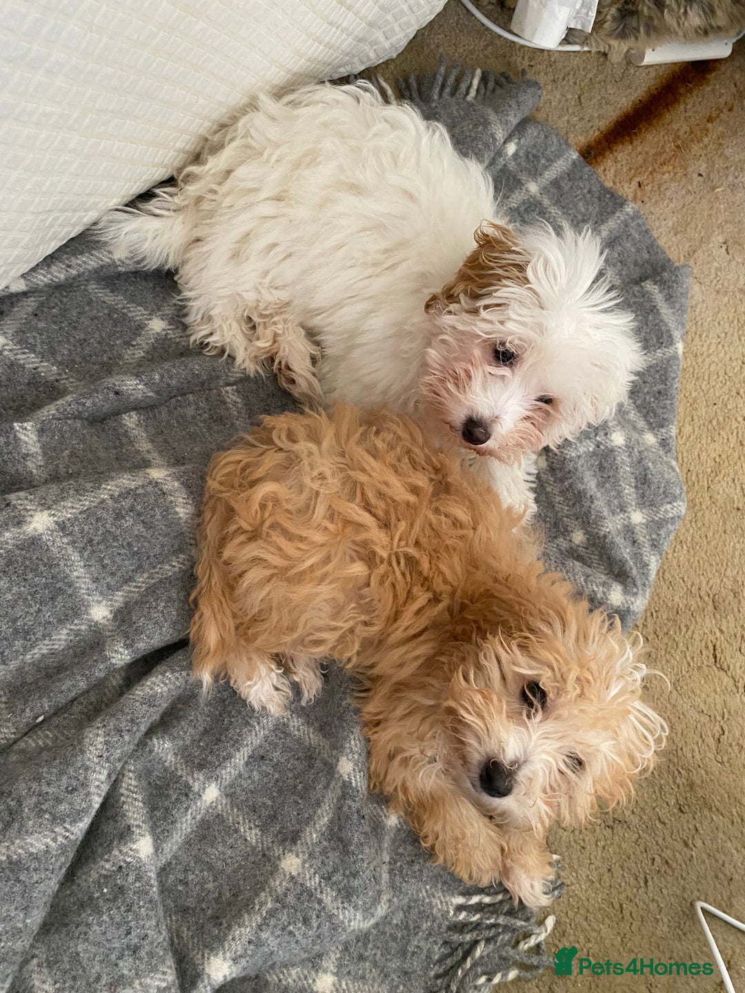 Mixed Breed dogs for sale: Coton noodle puppies  - Advert 5