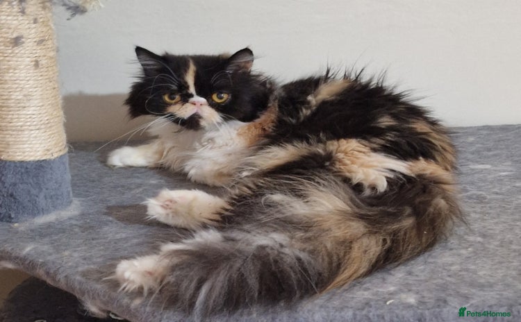 Maine Coon cats - Advert 3