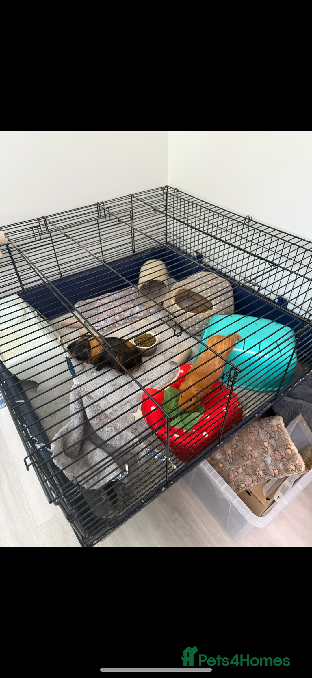 Guinea Pig rodents for sale: 3 male Guinea pigs- Bish, Badger & Mozey  - Image 6