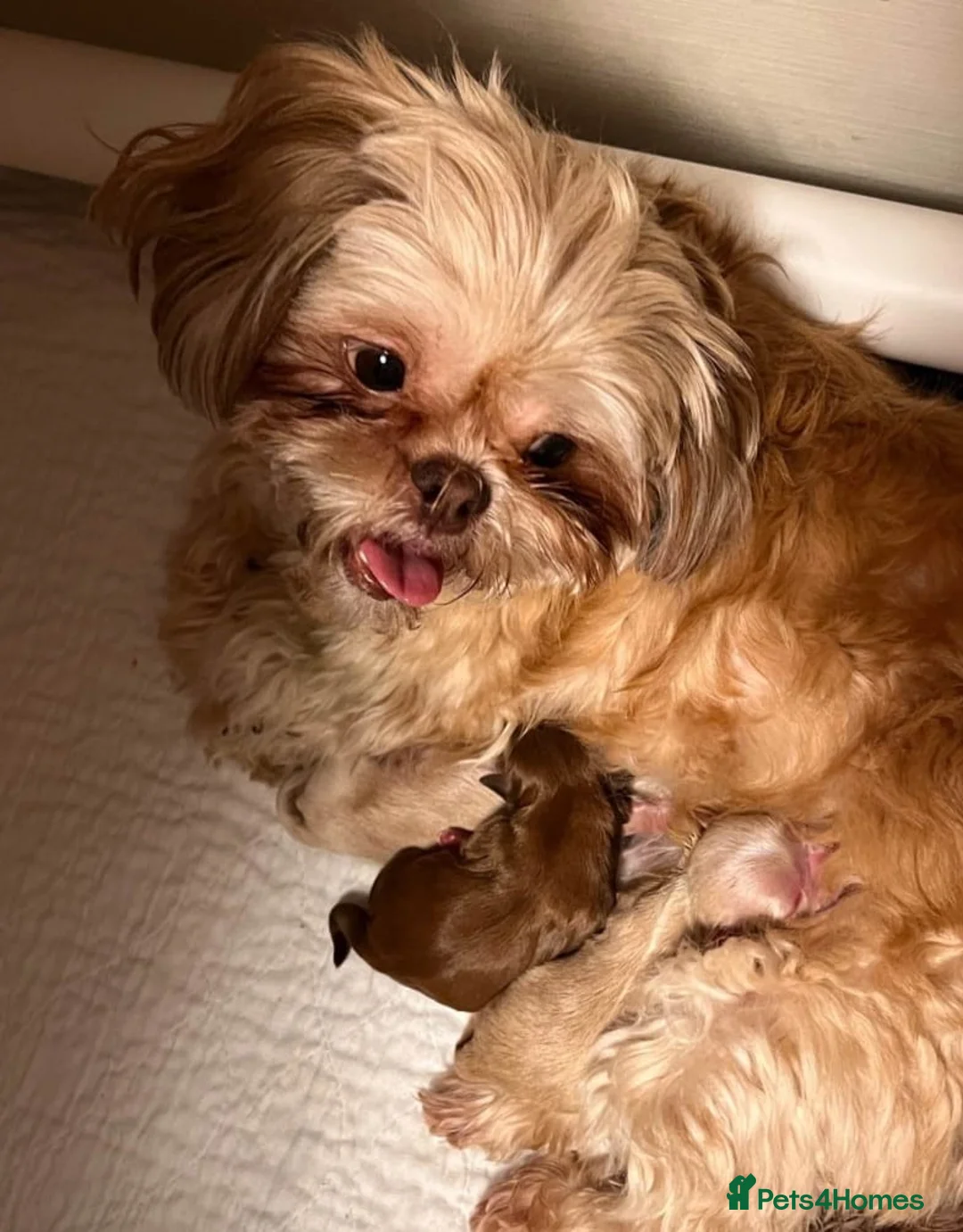 Shih Tzu dogs for sale: Full shih tzu puppies  - Advert 4