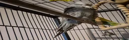 Budgerigars birds for sale: 2x female budgies ideally suited to aviary  - Advert 3