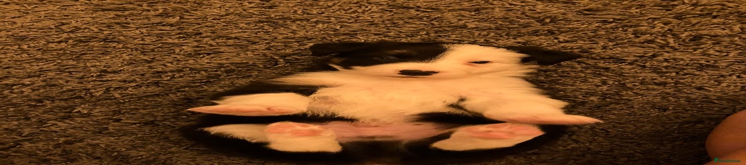 Border Collie Puppy 3