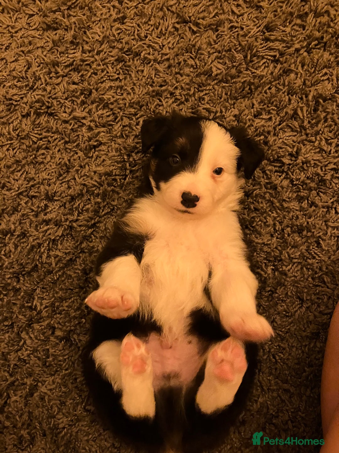 Border Collie dogs for sale: Beautiful Tri-colour border collies - Image 21