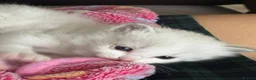 Ragdoll cats for sale: Stunning Bi-Colour Ragdoll Kittens – 7 Available   - Advert 13