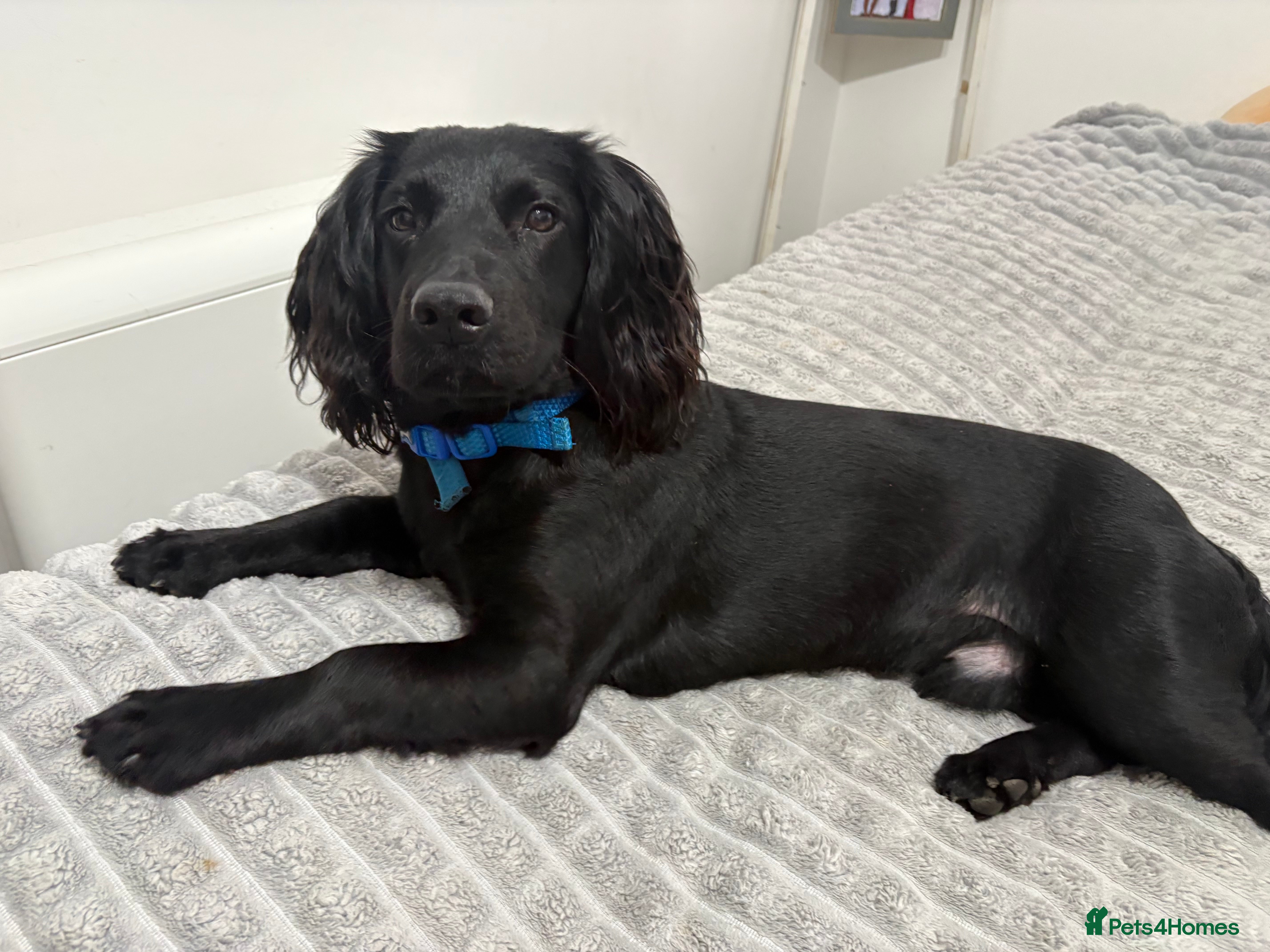 Cocker Spaniel dogs Working cocker spaniel  - Advert 3