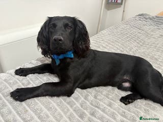 Cocker Spaniel dogs for sale: Working cocker spaniel - Advert 1