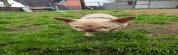 French Bulldog dogs for sale: French bulldog ******  - Advert 4
