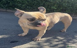 Mixed Breed dogs for sale: French bulldog x English bulldog  - Image 3